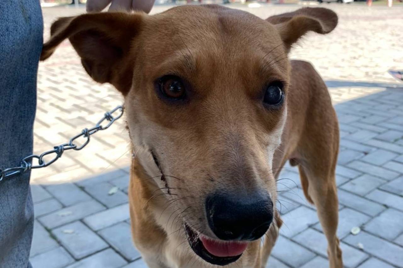 Cordélia sanciona lei para criar clínica veterinária atendendo a sonho antigo dos eunapolitanos 2 animal2