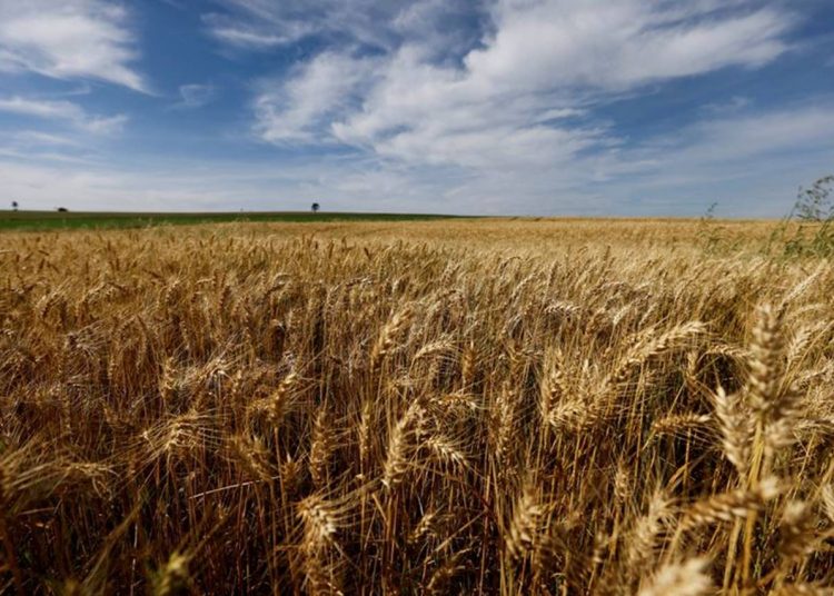 Plantação de trigo no Brasil. REUTERS/Rodolfo Buhrer/File Photo