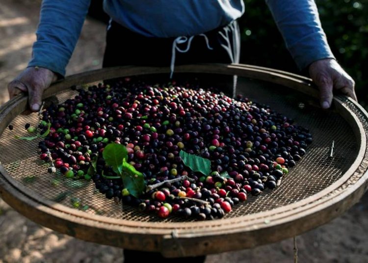 Colheita de café no Brasil. REUTERS/Roosevelt Cassio
