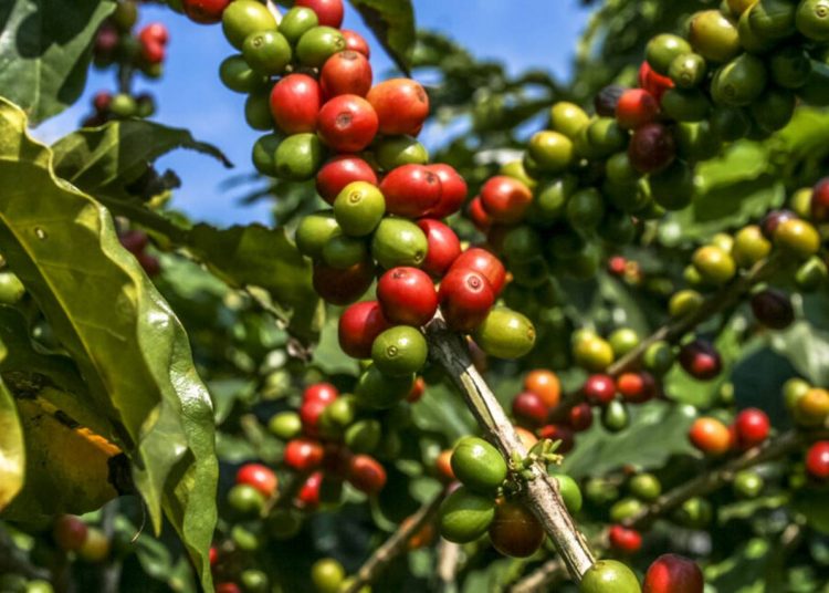 coffee beans on coffee tree, in Brazil