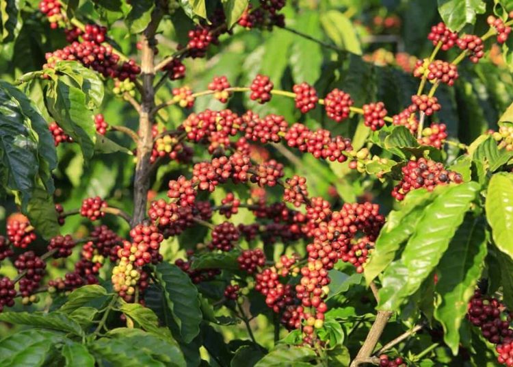 cafezal