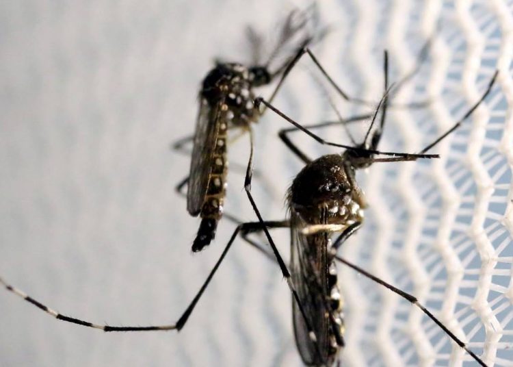 Mosquitos de Aedes aegypti são vistos no laboratório da Oxitec em Campinas